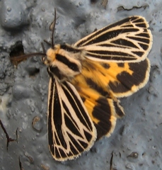 Apantesis virguncula