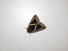 Chalciope mygdon