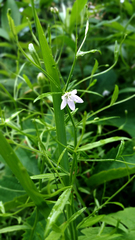 Campanula aparinoides