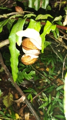 Hispaniolana dominicensis