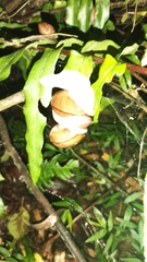 Hispaniolana dominicensis