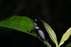 Neolucanus sinicus championi