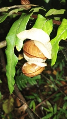 Hispaniolana dominicensis