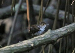 Pellorneum rostratum