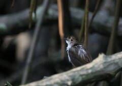 Pellorneum rostratum