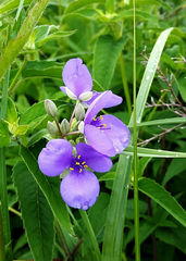 Tradescantia ohiensis