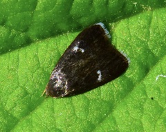 Menesta tortriciformella