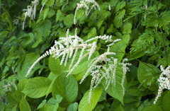 Astilbe thunbergii