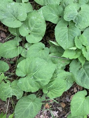 Scrobipalpula manierreorum