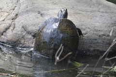 Trachemys scripta