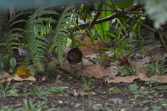 Laterallus albigularis