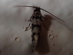 Eudarcia haliplancta