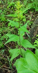 Urtica sondenii
