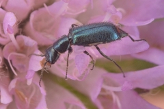 Cordylepherus viridis