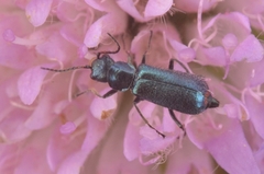 Cordylepherus viridis