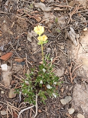 Eriogonum douglasii