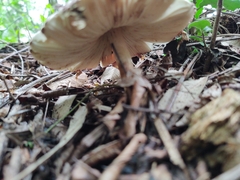 Leucoagaricus lilaceus