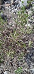 Salvia thymoides