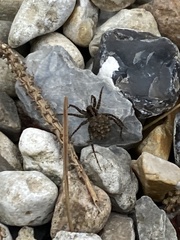 Alopecosa pulverulenta