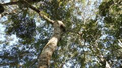 Anadenanthera colubrina