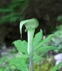 Arisaema pseudoangustatum
