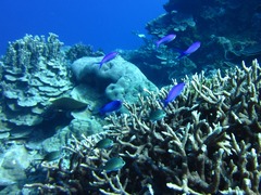 Mirolabrichthys pascalus