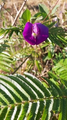 Centrosema brasilianum