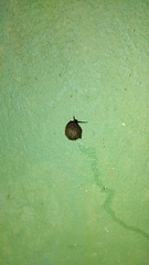 Gastropoda