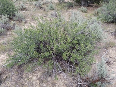 Cercocarpus ledifolius