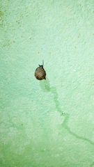 Gastropoda