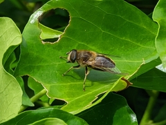 Eristalis tenax