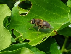 Eristalis tenax