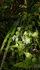 Clematis cunninghamii