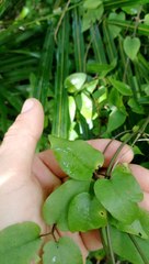 Clematis cunninghamii