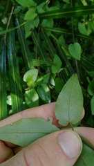 Clematis cunninghamii