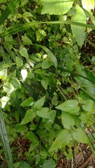 Clematis cunninghamii