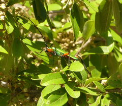 Plinthocoelium suaveolens