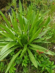 Plantago macrocarpa
