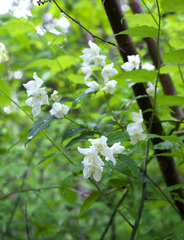 Philadelphus satsumi