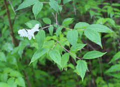 Philadelphus satsumi