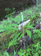 Arisaema pseudoangustatum