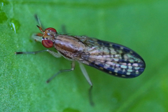 Trypetoptera canadensis