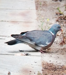 Columba palumbus