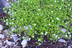 Stellaria sessiliflora