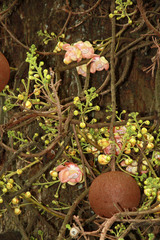 Couroupita guianensis