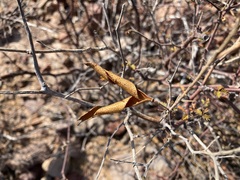 Erythrostemon placidus
