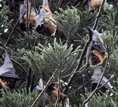 Pteropus giganteus