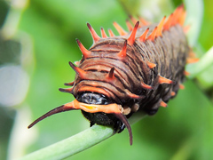 Battus polydamas polydamas