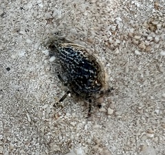 Clibanarius eurysternus