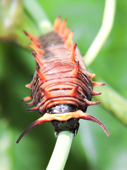 Battus polydamas polydamas